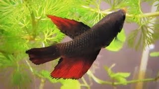 Female Betta Fish Information Care amp Tank Set up Guide [upl. by Issac857]