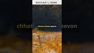 Meet the bootlace worm one of the longest creatures in the world BootlaceWorm Nature facts fyp [upl. by Enimzaj]