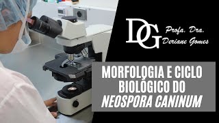 035 Morfologia e Ciclo Biológico do Neospora caninum [upl. by Blockus]