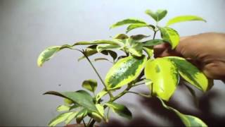 How to Grow Schefflera Plant in Pot  Plants Care amp Tips  Mammal Bonsai [upl. by Whitney524]