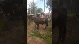 sapi brangus supersapiasliindonesiashotrs [upl. by Eniarda802]