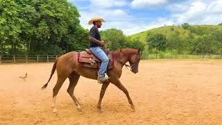 Aula de Doma  Corrigindo Cavalos Problemáticos [upl. by Terej]