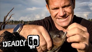 Steve bitten by a piranha  Deadly 60  BBC Earth Kids [upl. by Eidassac]