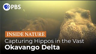 Inside NATURE – Hippos Africas River Giants [upl. by Auhoj]