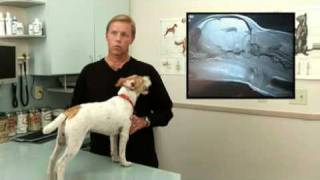 Diagnosis and Treatment for Syringomyelia in Dogs [upl. by Deegan]