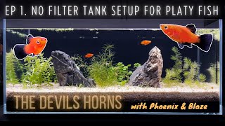 Building a 10 Gallon NO FILTER TANK for Platy Fish  DEVILS HORNS Setup Ep 1 [upl. by Perrin]