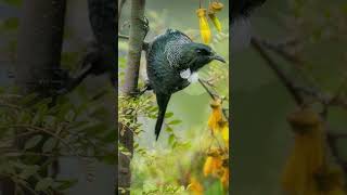 The Tūī Bird Song of New Zealand 🎶🐦 shorts [upl. by Edlin]