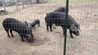 Large Black Hogs [upl. by Ynes]