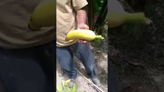 Organic Gardens at home 🏡 organic food fyp subscribe funny like share comment [upl. by Arimaj]