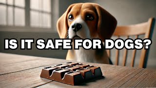 Can Dogs Eat Dog Chocolate Explained [upl. by Hubey]