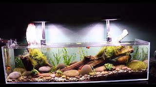 Natural River Bottom Fish Tank Aquascape Tutorial 12 Gallon Aquarium [upl. by Akenaj]