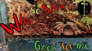 Slow growing TARANTULA  Grammostola Pulchripes youtube fyp tarantula [upl. by Ylro]