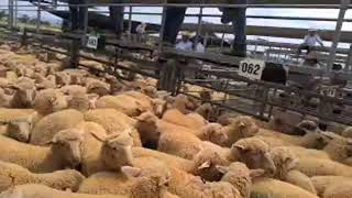 TRLX SHEEP SALE 41124 [upl. by Jamin404]