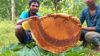 Worlds Biggest Honeycomb Harvest  Harvesting And Eating Honeycomb  Honey Hunting Video In India [upl. by Jana]