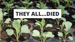 4 Reasons All My Seedlings Died [upl. by Lrem402]