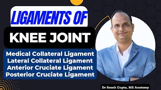 LIGAMENTS OF KNEE JOINT  Part 2 [upl. by Burroughs578]