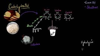 Introduction to biomolecules  Biomolecules  Biology  Khan Academy [upl. by Kidd329]