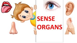 FIVE SENSE ORGANS AND THEIR FUNCTIONS  TWO ADDITIONAL SENSES  SENSE OF SPACE amp VESTIBULAR SYSTEM [upl. by Auhs82]