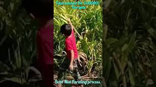 Betel Nut Farming process funny Assam India [upl. by Muirhead]