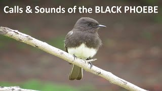 Black Phoebe Flycatcher Sounds  Call  Song  Whistle  Nature Shared [upl. by Adyeren]