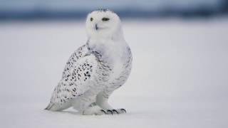 Snowy Owl 15 seconds [upl. by Elda748]