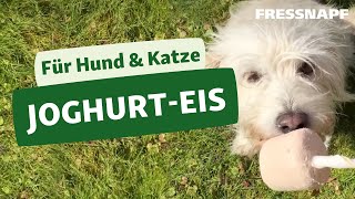 Rezept für Hund und Katze JoghurtEis [upl. by Hines]