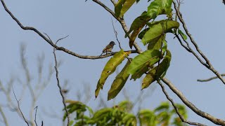 WhiteBarred Piculet Picumnus cirratus confusus female foraging and drumming French Guiana [upl. by Mollee]