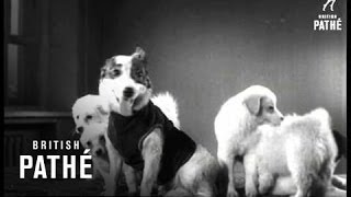 Russian Space Dogs Strelka And Belka 1961 [upl. by Orhtej376]