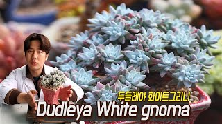 Succulent Dudleya White gnomaWhite greenii collection ENG SUB [upl. by Florance925]