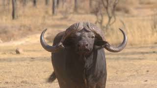 Great buffalo stalk with Chico amp Sons  Tsessebe Safaris [upl. by Inhoj]