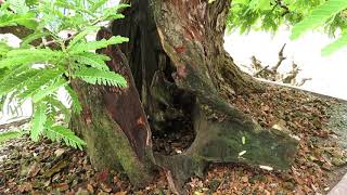 bonsai tree Tamarind Bonsai [upl. by Jabin]