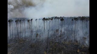 Brazils largest city is cloaked in smokes from wildfires [upl. by Arline]