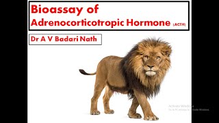 Bioassay of Adrenocorticotropic Hormone [upl. by Farant717]