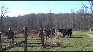 Training Border Collies to work cattle at distanceTeaching blind ourun amp lookback [upl. by Charles]