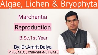 Marchantia Reproduction English amp Hindi By DrAmrit Daiya [upl. by Yremrej]