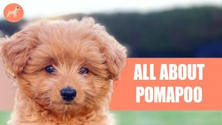 The Pomerenian Toy Poodle Mix Pomapoo Everything You Need To Know About [upl. by Iggam]