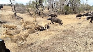 An EPIC SIGHTING Battle between lions and buffalo 🦁🐃🤠 [upl. by Nowed]