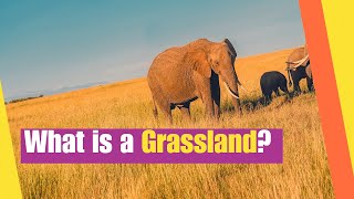 What is a Grassland  Learn about the Plants and Animals that Live in Grasslands  Lesson Boosters [upl. by Pollerd]