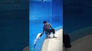 Would you play with a Dolphin 🐬 dolphin sea fun animals aquarium cute [upl. by Anivlek]