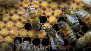 La Naissance dune Abeille  Famille Mary [upl. by Adelind]