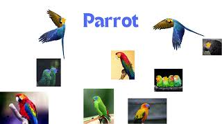 Birds name for kids  correct pronunciation of birds name [upl. by Laing]