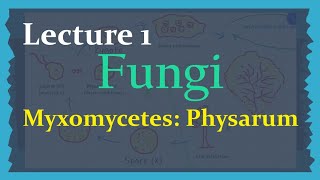 Fungi  Lecture 1 Myxomycetes Physarum  Life cycle  Important Notes [upl. by Lynnette]