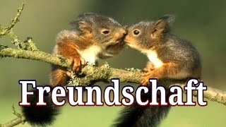 11 schöne Sprüche über quot Freundschaft quot  Julebuergerfee [upl. by Balthazar325]