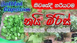 නයි මිරිස් වවමු  how to grow perfect hot chilli  Ni miris wawamu [upl. by Noraed367]