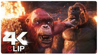 Kong Vs Skar King  Fight Scene  GODZILLA X KONG THE NEW EMPIRE NEW 2024 Movie CLIP 4K [upl. by Cherilyn]