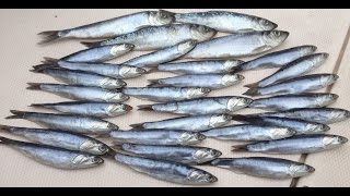 quotHowToquot  Brining Herring For Salmon Fishing [upl. by Otrebire130]