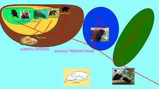 subfamilies of Ursidae [upl. by Key]