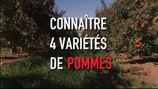 4 variétés de pommes [upl. by Ainelec]