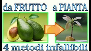 Avocado  4 metodi per farlo nascere a costo zero [upl. by Derf]