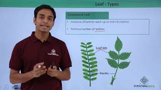 Class 11th – Leaf – Types  Morphology of Flowering Plants  Tutorials Point [upl. by Zenger]